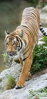 Majestic tiger walking on rocks surrounded by greenery.