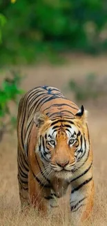 Majestic tiger walking through lush forest greenery.