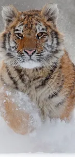 Majestic tiger running through snowy landscape, a perfect mobile wallpaper.