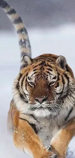 Majestic tiger walking through snowy landscape, displaying strength and elegance.