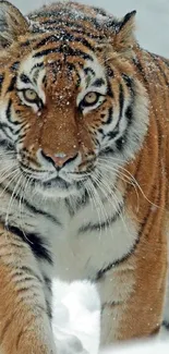 Tiger walking majestically through the snow in a stunning nature wallpaper.