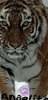 Majestic tiger in snow with intense gaze.