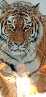 Majestic tiger walking through snowy landscape, capturing wild beauty.