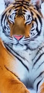 Majestic tiger resting peacefully in snowy landscape with vibrant orange fur.