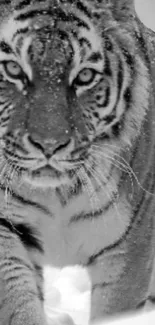 Black-and-white image of tiger walking in the snow.