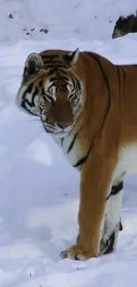 Majestic tiger standing in snowy landscape.