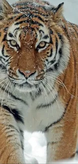 A majestic tiger walks through snow, displaying its striped fur.