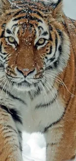 Majestic tiger walking through snow in a striking mobile wallpaper.