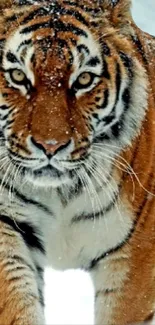 Majestic tiger walking through snowy landscape wallpaper.