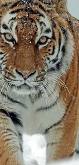 Majestic tiger walking through snowy landscape.