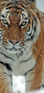 Majestic tiger walking through snowy landscape.