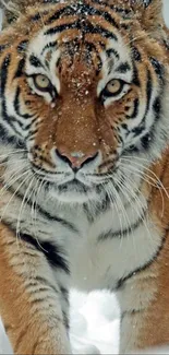 Majestic tiger walking through snow-covered landscape.