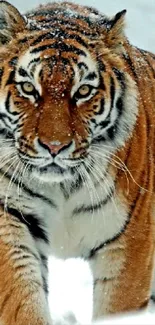 Tiger standing in snowy landscape, gazing intensely ahead.