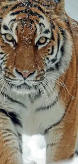 A majestic tiger walks through the snow, its powerful presence captured beautifully.