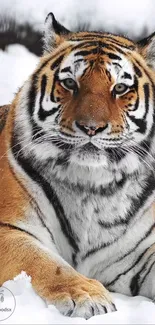 Majestic tiger resting on snow with vivid orange and black stripes.