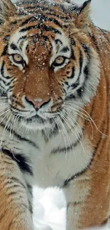 Majestic tiger prowling through the snow with an intense gaze.