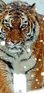 Majestic tiger in snowy landscape, walking forward.