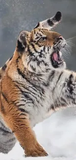 Dynamic tiger playing in snowy landscape.