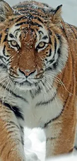 Majestic tiger walking through snowy landscape, showcasing nature's beauty.