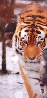 Majestic tiger walking through snow, orange and black stripes.