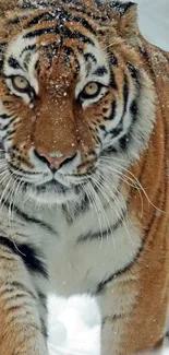 Majestic tiger walking through snowy landscape.