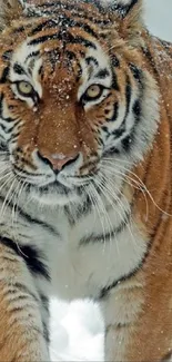 Majestic tiger walking through snowy landscape.