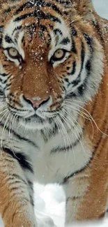 Majestic tiger walking through snowy landscape.