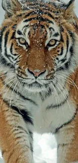 Majestic tiger walking through snowy landscape, ideal for mobile wallpaper.