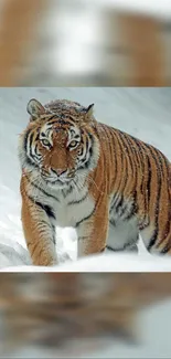 Majestic tiger walking through snowy landscape.