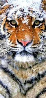 Majestic tiger in the snow mobile wallpaper.