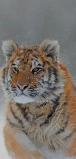 Majestic tiger walking through snowy landscape, captured in stunning detail.