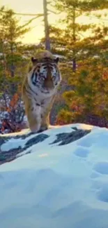 Majestic tiger walking on snowy terrain in forest.