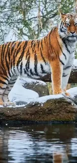 Majestic tiger standing on snow-covered rocks by water.