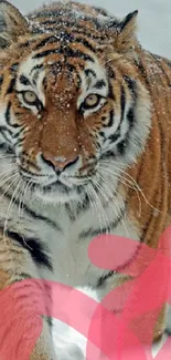 Tiger walking in snowy landscape with artistic touch.