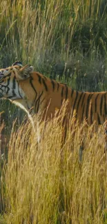 Majestic tiger walking through tall, golden grass.