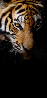 Majestic tiger emerging from darkness, showcasing vivid stripes.