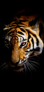 Majestic tiger emerging from the dark, striking mobile wallpaper.