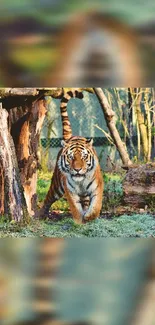 Majestic tiger walking in lush forest background.