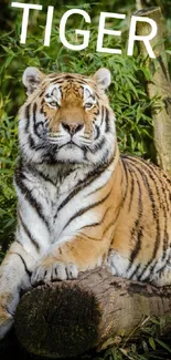 Majestic tiger resting on a log in a lush green jungle.