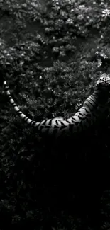 Black and white wallpaper of a tiger in dense jungle foliage.