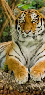 Majestic tiger resting in a lush jungle scene.