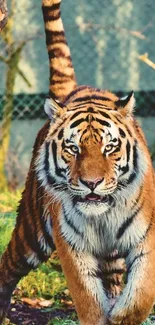 Majestic tiger walking through lush green forest.