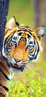 Majestic tiger peering from behind a tree in lush green forest.