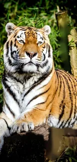 Majestic tiger resting in jungle setting for mobile wallpaper.