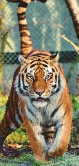 Majestic tiger prowling in a lush, green forest setting.