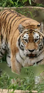 Tiger walking through lush greenery in wild habitat wallpaper.