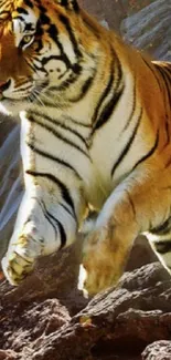 Majestic tiger roaming in the jungle with autumn leaves and a waterfall backdrop.
