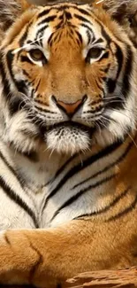 Majestic tiger with striking orange and black stripes in a natural setting.