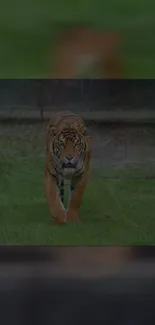 A majestic tiger walking on grass in jungle setting.