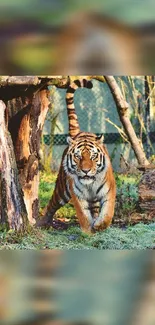 A majestic tiger walking in its lush forest habitat, captured in vivid colors.